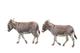 Cotentin Donkeys isolated on white background (Equus asinus)