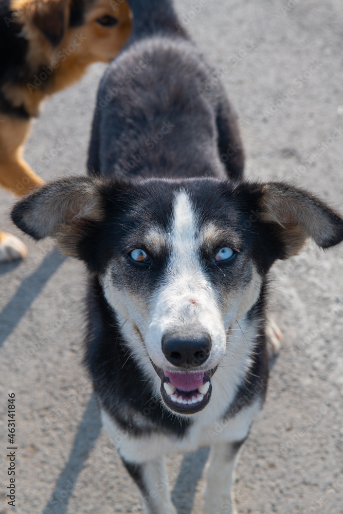 close-up of a black dog with different eyes close-up of a black dog with different eyes