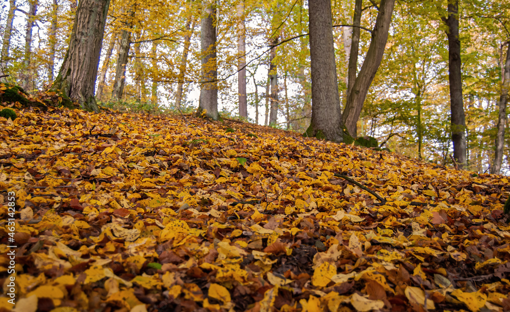 Wald im Herbst