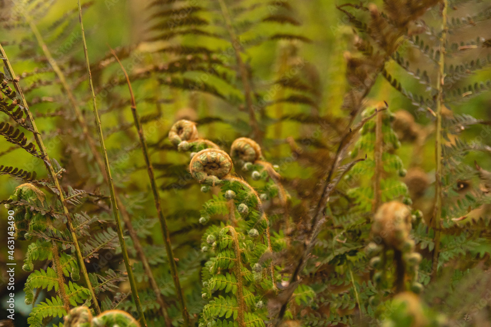 fern in the forest