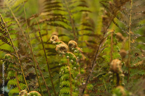 fern in the forest