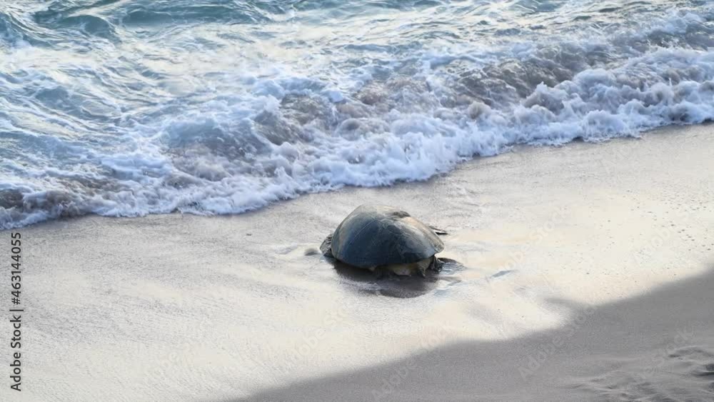 Big wild turtle hiding in sea waves at Ras al Jinz tutrle reserve - famous nesting place of wild turtles Big wild turtle hiding in sea waves at Ras al Jinz tutrle reserve - famous nesting place of wild turtles
