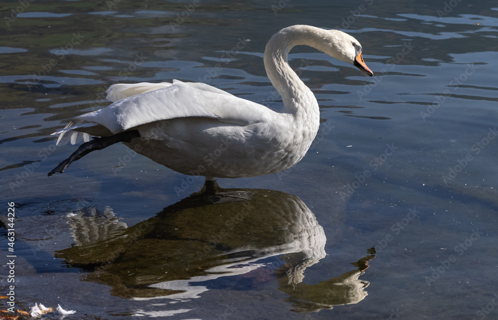 Fototapeta premium Höckerschwan steht auf einem Bein.