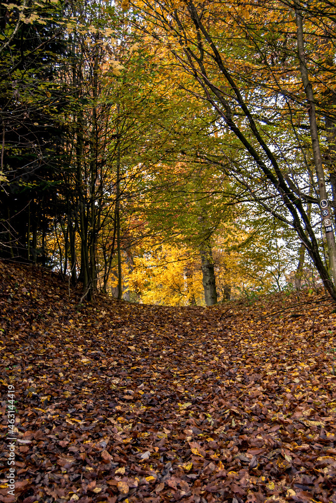 Waldlichtung in herbstlicher Stimmung Waldlichtung in herbstlicher Stimmung