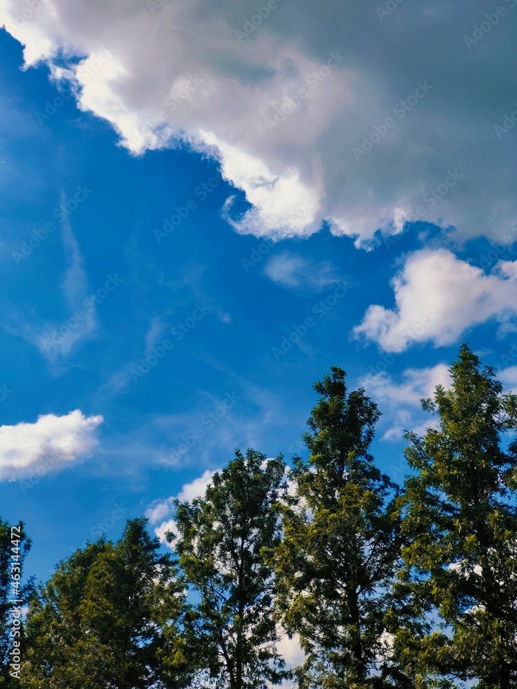 Fototapeta premium clouds and trees