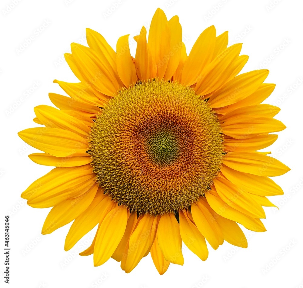 sunflower isolated vector sunflower isolated vector