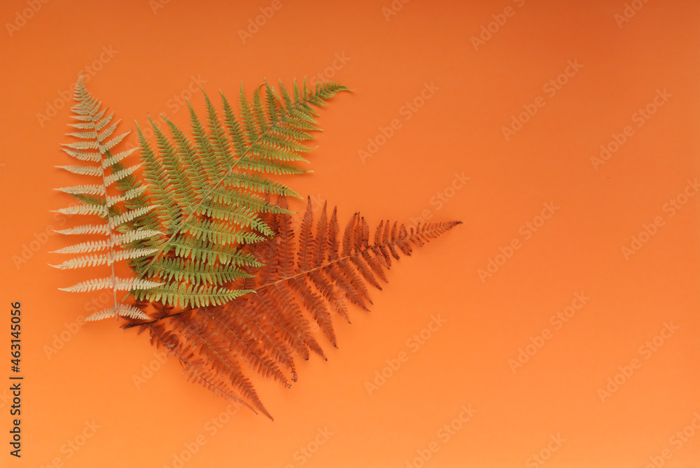Naklejka premium Autumn, dry, brown fern leaves. Top view. unity with nature