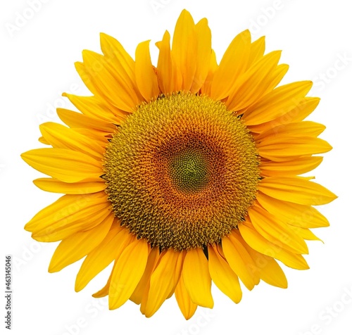sunflower isolated vector