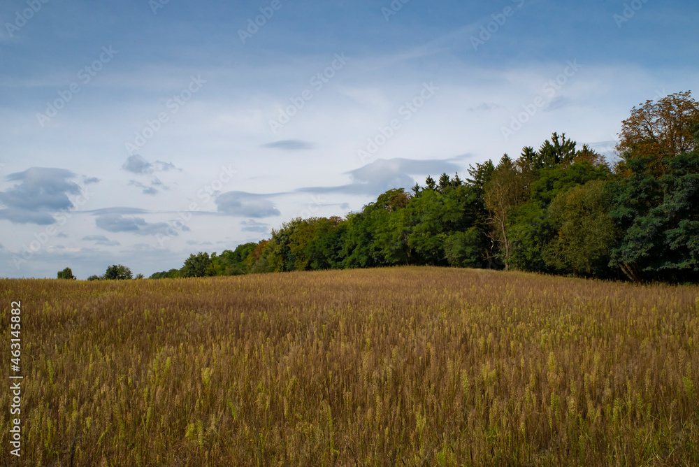 landscape in the field