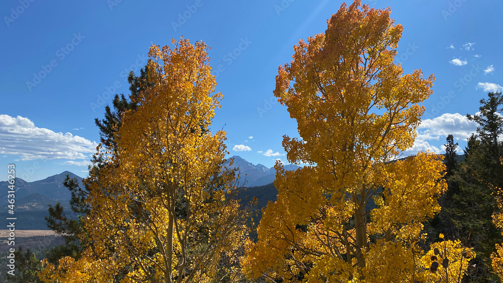 Fototapeta premium Changes Leaves (2 of 9)