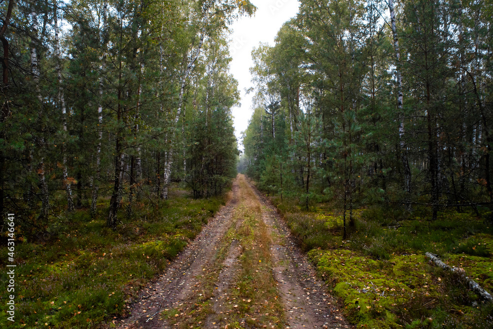 Fototapeta premium path in the woods