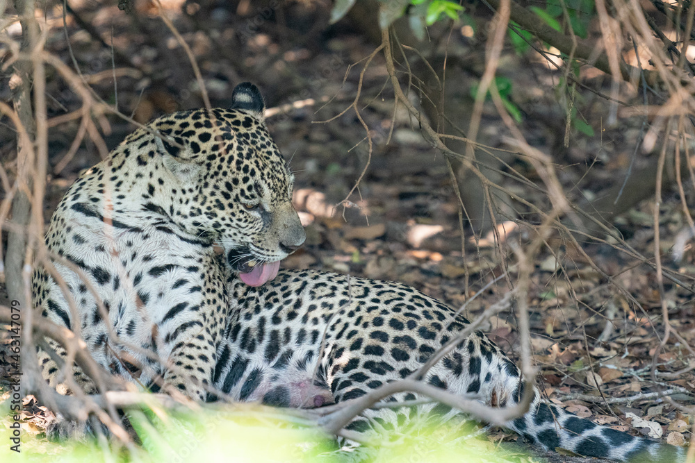 Jaguar (Panthera onca) Jaguar (Panthera onca)