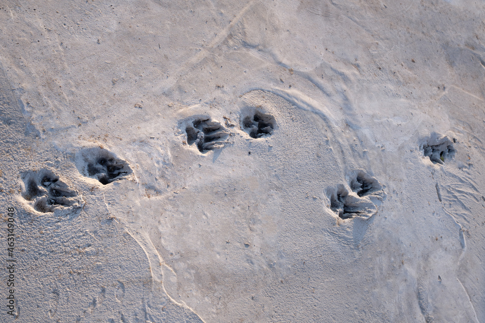 Dog foot print on concrete floor, street dog 's footprints on cement