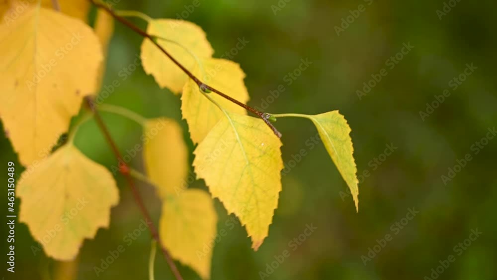 Yellow birch leaves in the wind movement. Video. High quality FullHD footage Yellow birch leaves in the wind movement. Video. High quality FullHD footage