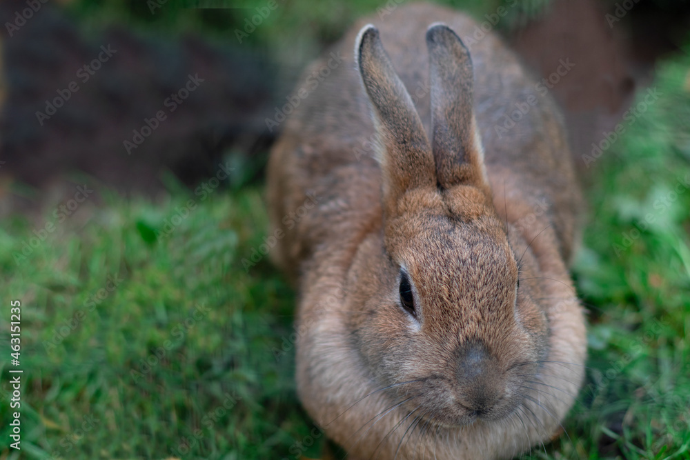Fototapeta premium Close-up gray domestic rabbit on natural background, farm, domestic animals