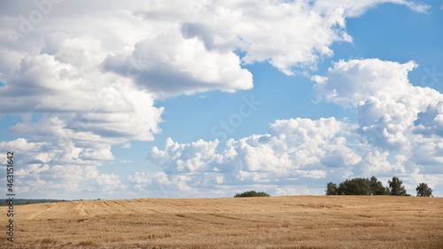 Obraz na plátně Mown field of wheat and amazing blue sky