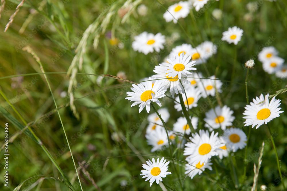 Fototapeta premium Many white daisies in top view of meadow. Chamomile flowers,