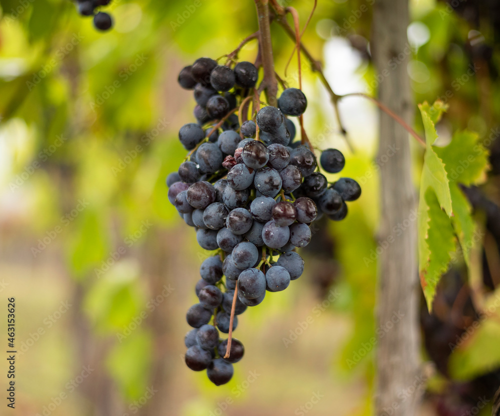 Bunch of dark grapes hanging on vines inside the vineyard Bunch of dark grapes hanging on vines inside the vineyard