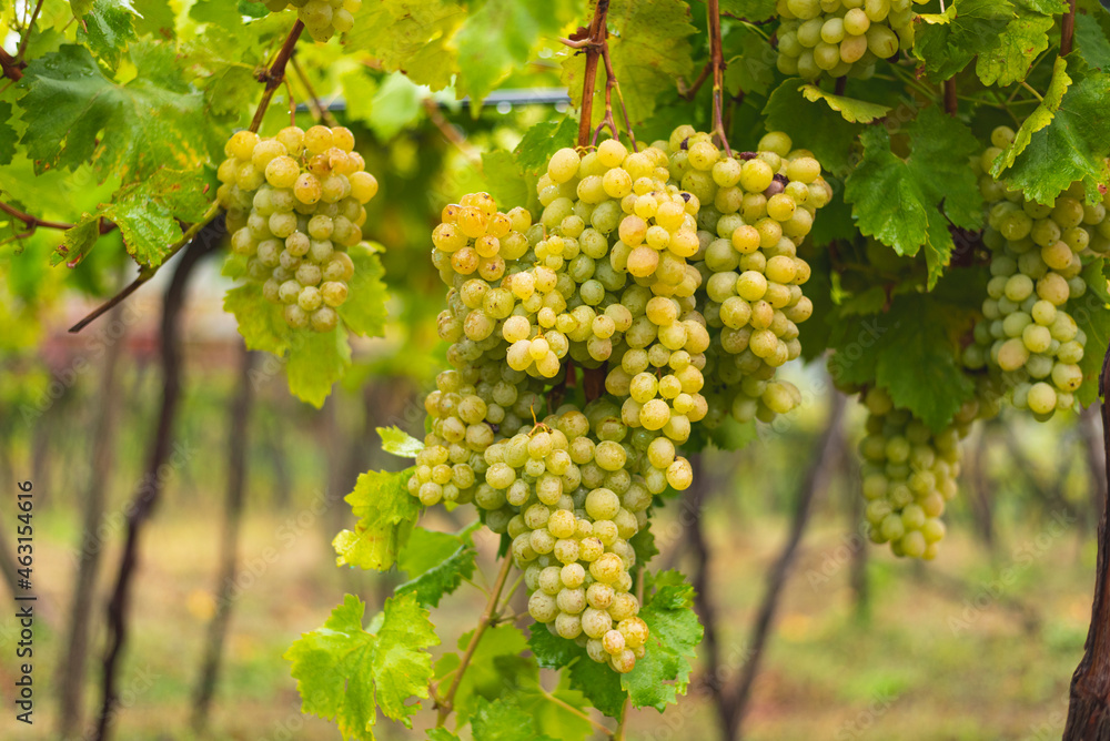 White grapes hanging from the vine