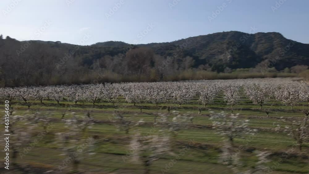 Drone shot of flowering peach field in spring Drone shot of flowering peach field in spring