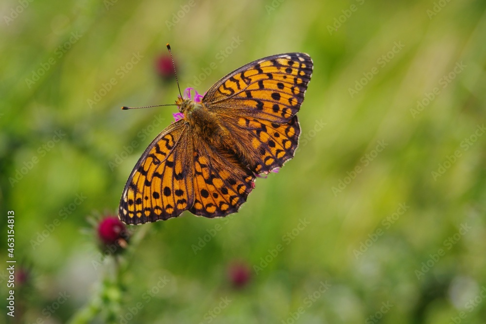 Fototapeta premium Schmetterling