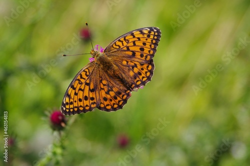 Schmetterling © Helmut.H