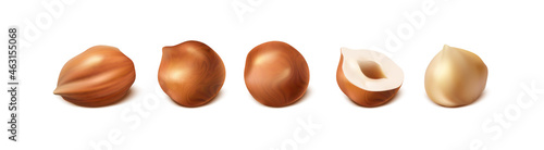 3d realistic vector icon. Collection of hazelnut nuts in different shapes and half nut and clean nut. Isolated on white background.