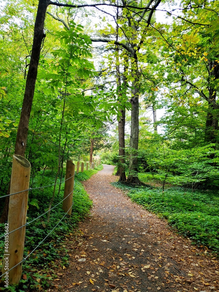 Fototapeta premium Path in the woods