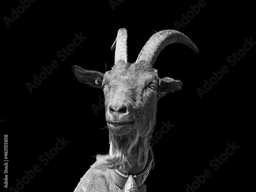 Goat close-up in black & white
