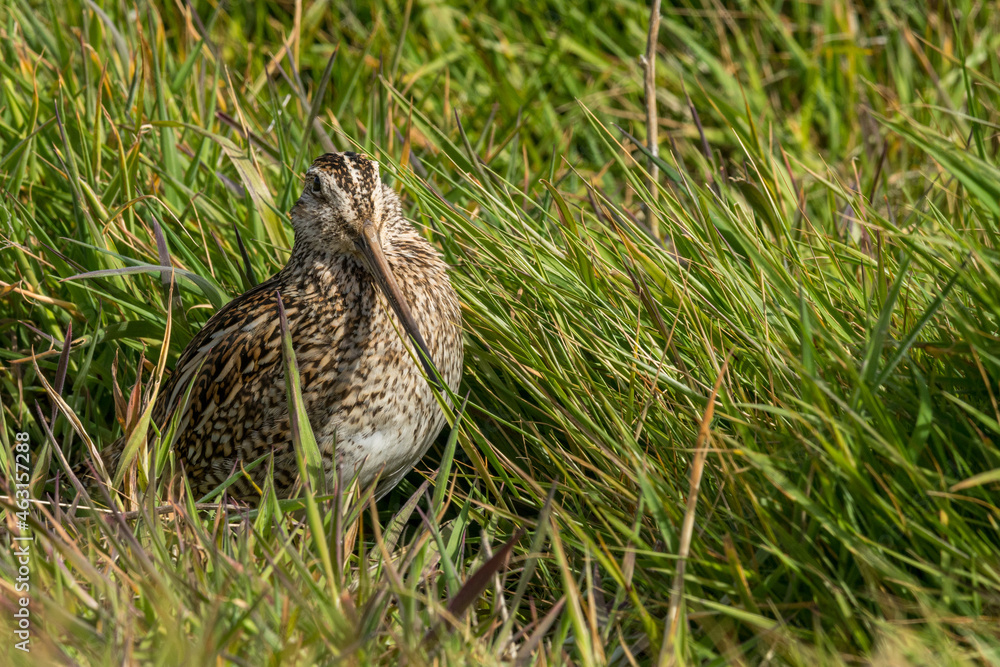 Une bécassine de Magellan cachée dans les hautes herbes sur une île des Falkland. Une bécassine de Magellan cachée dans les hautes herbes sur une île des Falkland.