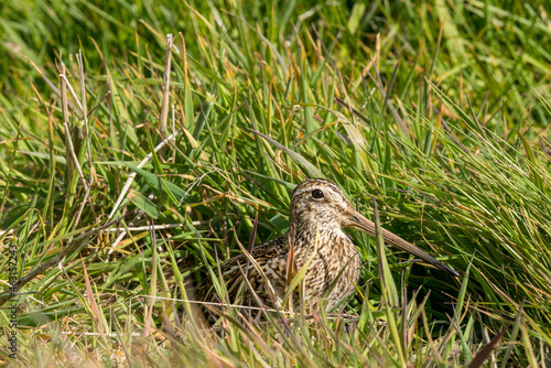 Une bécassine de Magellan cachée dans les hautes herbes sur une île des Falkland. © Philippe Stalins