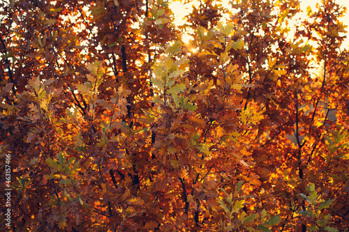 Dried oak leaves on a tree. Beautiful autumn foliage
