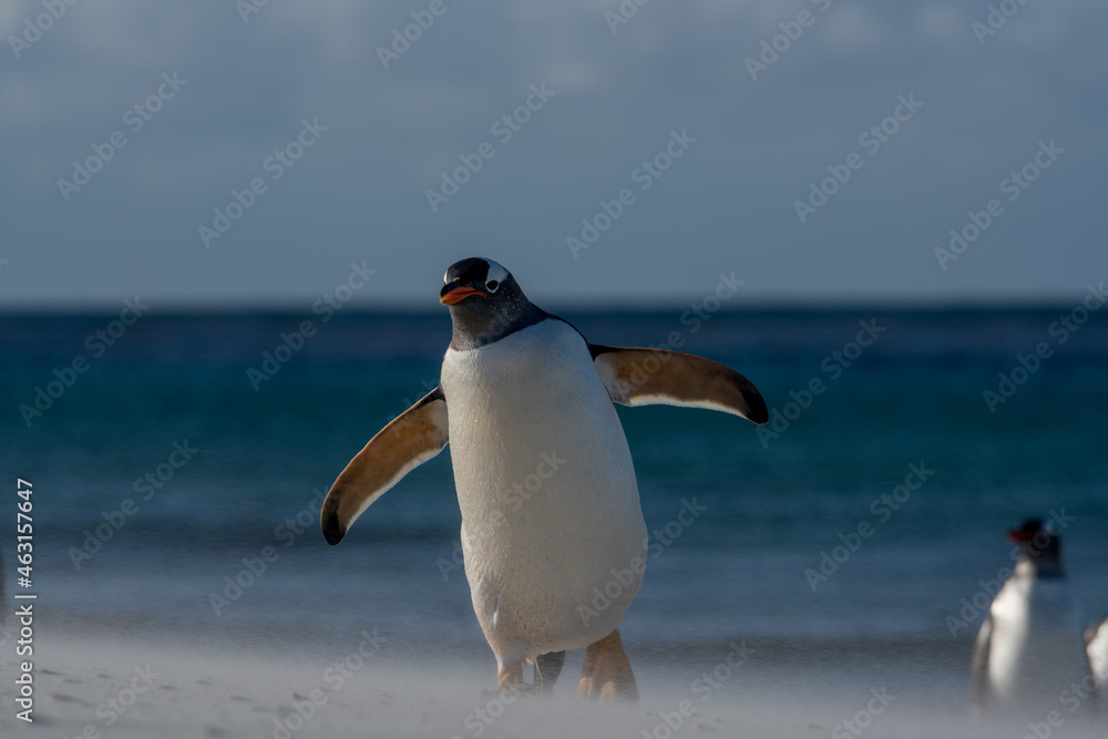 Fototapeta premium Un manchot papou se déplaçant sur une plage des îles Falkland balayée par le vent.