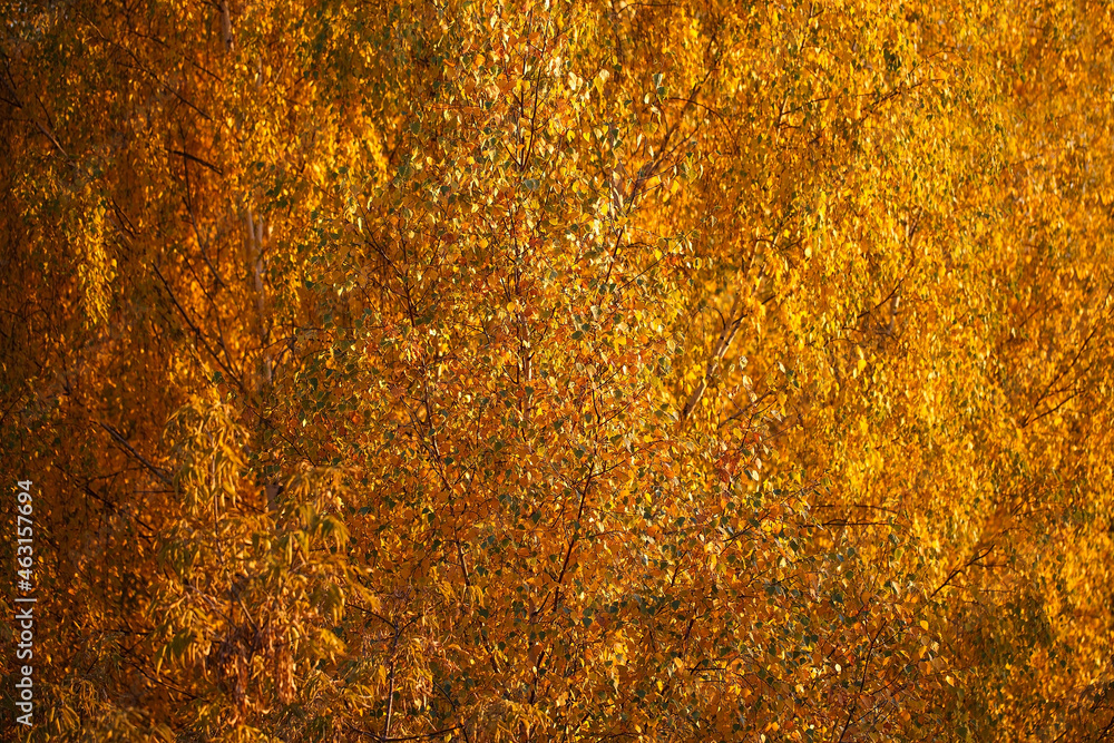 Golden leaves of tree crowns. Birch trees of the middle lane in autumn background. Natural fall pattern