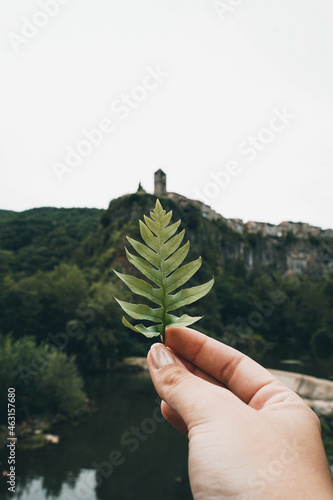 Vertical shot of a hand holding a plant at the Zona Volcanica de la Garrotxa Natural Park in Spain photo