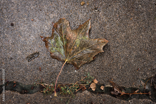 autumn leaf on rainy day pavement