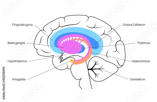 Brain limbic system