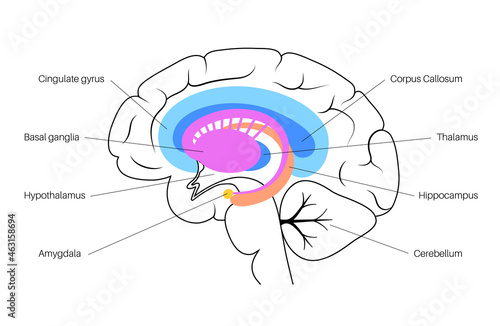 Brain limbic system photo