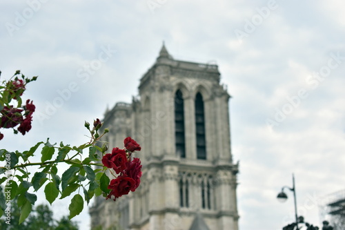 A Rose in Paris