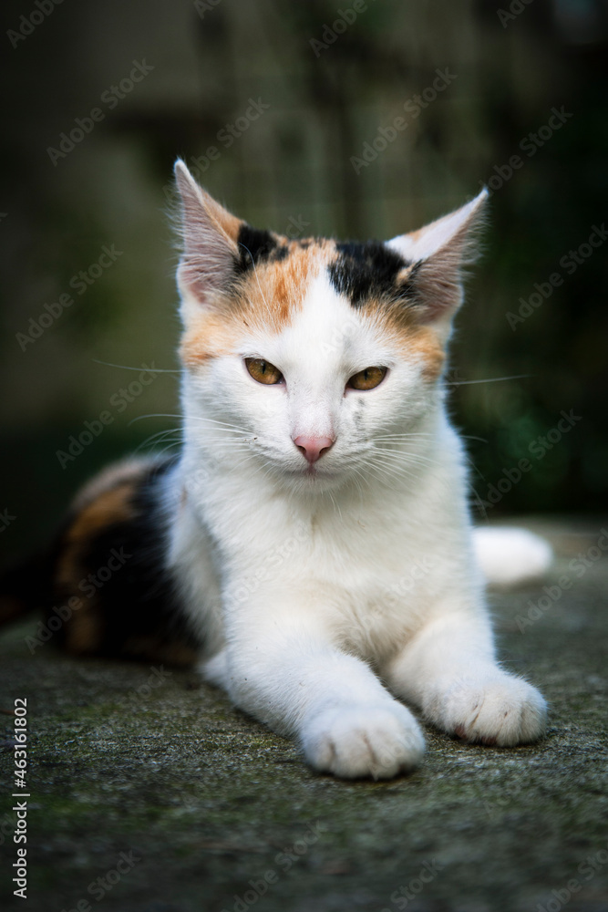 Ein Kätzchen mit weißem roten und schwarzem Fell liegt auf einem Steintisch. Quer über und unter einem Auge ist das Fell verschmutzt. Der Hintergrund ist dunkel mit Bokeh. Hochformat