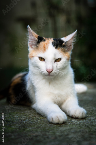 Ein Kätzchen mit weißem roten und schwarzem Fell liegt auf einem Steintisch. Quer über und unter einem Auge ist das Fell verschmutzt. Der Hintergrund ist dunkel mit Bokeh. Hochformat