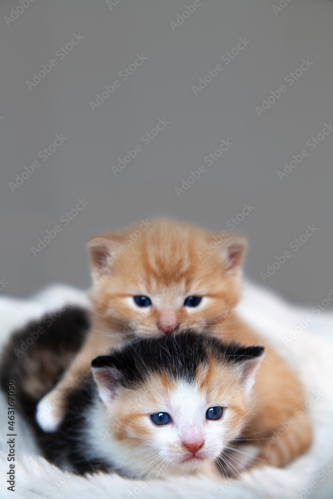 Zwei 3 Wochen alte Kitten Kätzchen übereinander auf weißer Decke . Frontal in die Kamera schauend. Vor grauem Hintergrund 
