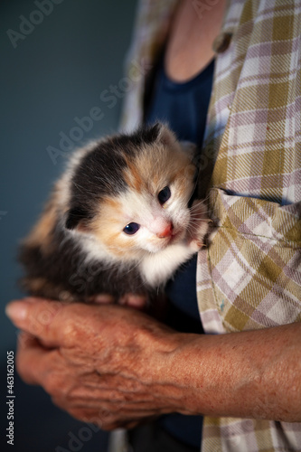 Ein  2 Wochen altes mehrfarbiges Kätzchen sitzt auf dem Arm einer älteren Frau. Einen Teil der  Hand und ein Teil des Oberkörpers mit kariertem Hemd sind sichtbar. 