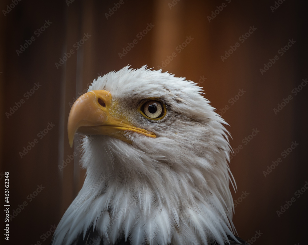 Fototapeta premium A bald eagle closeup in a falcrony in saarburg, copy space