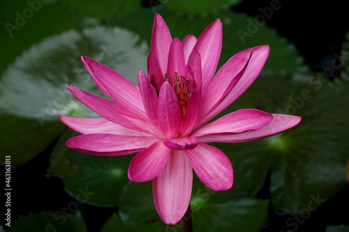 Pink lotus flowers blooming in the morning in the rainy season in northern Thailand.