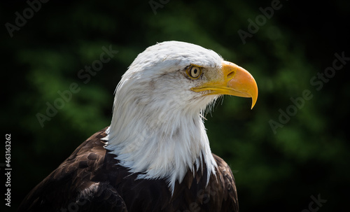 A bald eagle closeup in a falcrony in saarburg, copy space