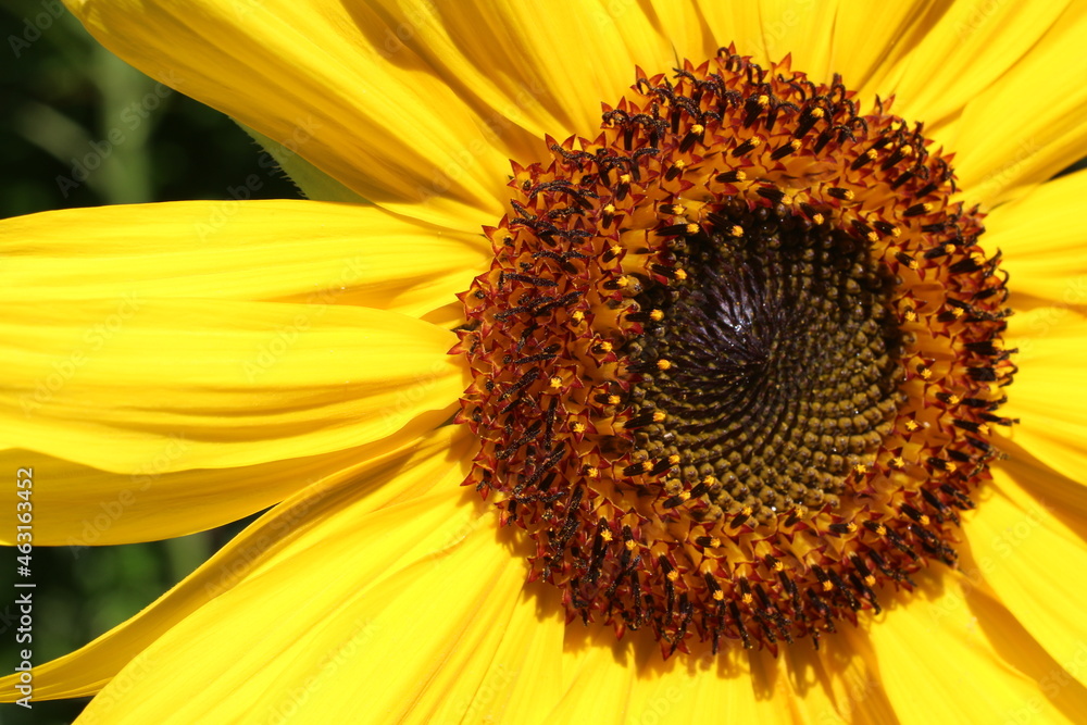 Obraz premium Sunflower 2