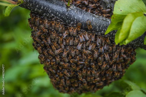 Home Swarm of Bees are Preparing to Move