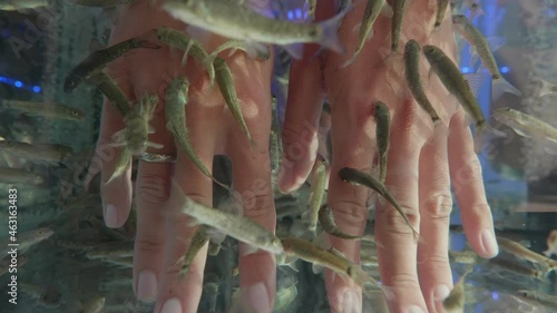 Woman puts her hands in aquarium with Red Garra or Garra Rufa fishes also known as Doctor Fish or Nibble Fish. Spa attraction for tourists.