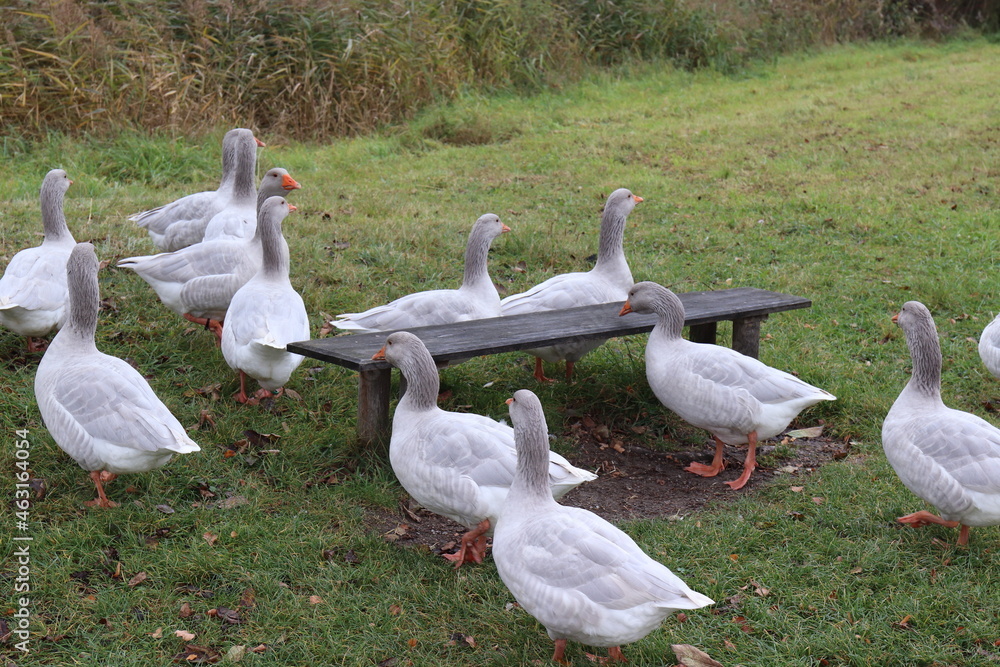 Obraz premium Gänse auf dem Bauernhof.